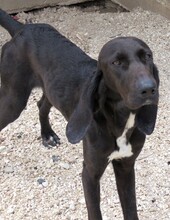 VIVALDI, Hund, Jagdhund-Mix in Zypern - Bild 3
