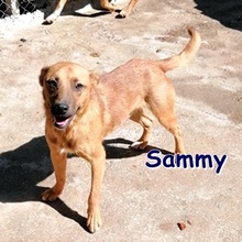 SAMMY, Hund, Mischlingshund in Bulgarien - Bild 1