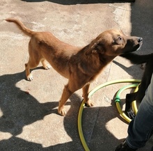 SAMMY, Hund, Mischlingshund in Bulgarien - Bild 4