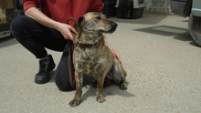 ALIBI, Hund, Mischlingshund in Ungarn - Bild 1