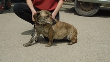 ALIBI, Hund, Mischlingshund in Ungarn - Bild 5