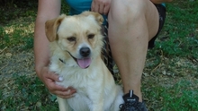 NORBIT, Hund, Mischlingshund in Ungarn - Bild 1