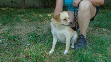NORBIT, Hund, Mischlingshund in Ungarn - Bild 2