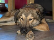 LORD, Hund, Mischlingshund in Dorsten - Bild 3
