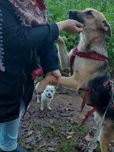 LUPITTA, Hund, Mischlingshund in Dorsten - Bild 2