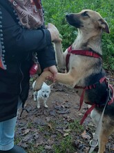 LUPITTA, Hund, Mischlingshund in Dorsten - Bild 3