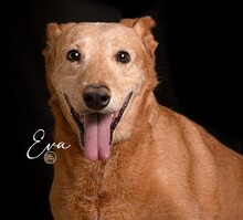 EVA, Hund, Mischlingshund in Spanien - Bild 1