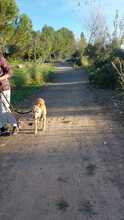 EVA, Hund, Mischlingshund in Spanien - Bild 4