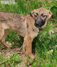 FRIDA, Hund, Mischlingshund in Bosnien und Herzegowina - Bild 1