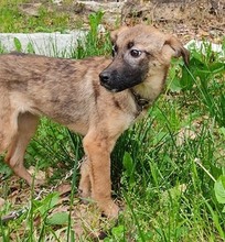 FRIDA, Hund, Mischlingshund in Bosnien und Herzegowina - Bild 2