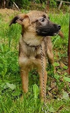 FRIDA, Hund, Mischlingshund in Bosnien und Herzegowina - Bild 3