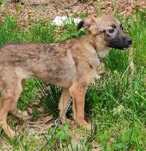 FRIDA, Hund, Mischlingshund in Bosnien und Herzegowina - Bild 4