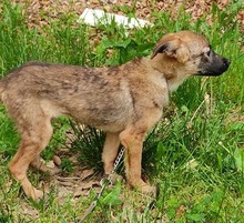 FRIDA, Hund, Mischlingshund in Bosnien und Herzegowina - Bild 5