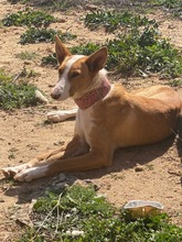 DAMA, Hund, Podenco in Spanien - Bild 10