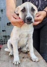 LEMMY, Hund, Mischlingshund in Rumänien - Bild 1