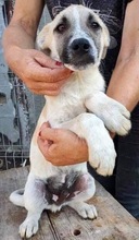 LEMMY, Hund, Mischlingshund in Rumänien - Bild 13