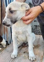 LEMMY, Hund, Mischlingshund in Rumänien - Bild 14