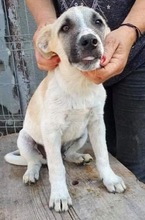 LEMMY, Hund, Mischlingshund in Rumänien - Bild 19