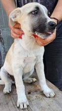 LEMMY, Hund, Mischlingshund in Rumänien - Bild 2
