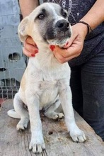 LEMMY, Hund, Mischlingshund in Rumänien - Bild 20