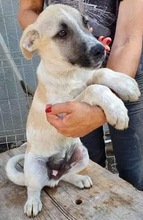 LEMMY, Hund, Mischlingshund in Rumänien - Bild 21