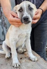 LEMMY, Hund, Mischlingshund in Rumänien - Bild 22