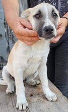 LEMMY, Hund, Mischlingshund in Rumänien - Bild 23
