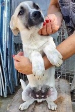 LEMMY, Hund, Mischlingshund in Rumänien - Bild 24