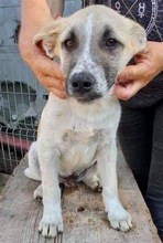 LEMMY, Hund, Mischlingshund in Rumänien - Bild 25