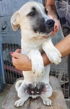 LEMMY, Hund, Mischlingshund in Rumänien - Bild 6