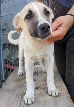 LEMMY, Hund, Mischlingshund in Rumänien - Bild 8