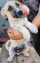 LEMMY, Hund, Mischlingshund in Rumänien - Bild 9
