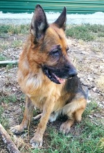ROCCO, Hund, Deutscher Schäferhund in Spanien - Bild 1