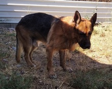 ROCCO, Hund, Deutscher Schäferhund in Spanien - Bild 2