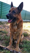 ROCCO, Hund, Deutscher Schäferhund in Spanien - Bild 3