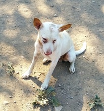 PULGUI, Hund, Podenco in Spanien - Bild 3