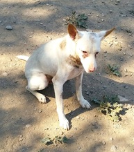 PULGUI, Hund, Podenco in Spanien - Bild 4