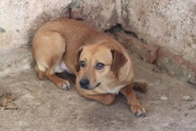 ISHANA, Hund, Mischlingshund in Lohra-Reimershausen - Bild 2