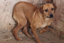 ISHANA, Hund, Mischlingshund in Lohra-Reimershausen - Bild 4