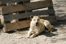 NOAH, Hund, Mischlingshund in Spanien - Bild 3