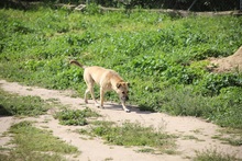 NOAH, Hund, Mischlingshund in Spanien - Bild 4