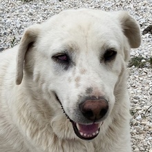 CARIM, Hund, Mischlingshund in Griechenland - Bild 1