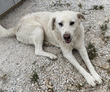 CARIM, Hund, Mischlingshund in Griechenland - Bild 3