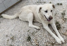 CARIM, Hund, Mischlingshund in Griechenland - Bild 4