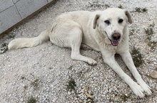 CARIM, Hund, Mischlingshund in Griechenland - Bild 5