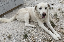 CARIM, Hund, Mischlingshund in Griechenland - Bild 6
