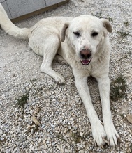 CARIM, Hund, Mischlingshund in Griechenland - Bild 7