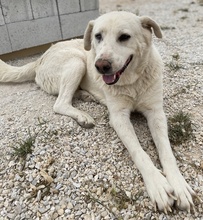 CARIM, Hund, Mischlingshund in Griechenland - Bild 8