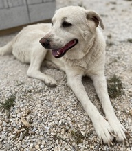 CARIM, Hund, Mischlingshund in Griechenland - Bild 9