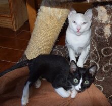NILS, Katze, Thai-Siam in Walshausen - Bild 10
